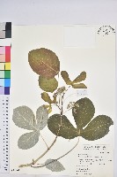 薩拉橡膠樹藏品圖，第1張