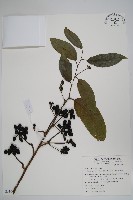 香水樹藏品圖，第1張