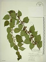 亞洲濱棗藏品圖，第1張