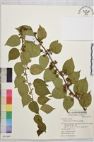 亞洲濱棗藏品圖，第2張