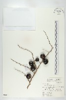 山柿樹藏品圖，第1張