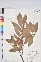 捲斗櫟藏品圖，第1張