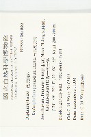 五蕊虎皮楠藏品圖，第2張