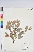 長尾栲、長尾柯、長尾尖葉櫧藏品圖，第1張