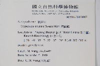 隱鱗藤藏品圖，第2張