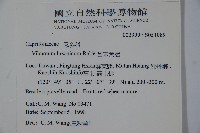 呂宋莢迷藏品圖，第2張