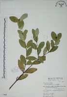 南嶺蕘花藏品圖，第1張