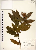 台灣梭羅樹藏品圖，第1張