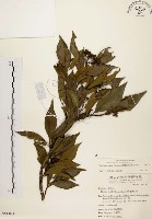 臺灣石楠藏品圖，第1張