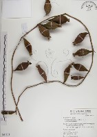 水茄苳、穗花棋盤腳樹藏品圖，第1張