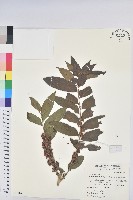 菲律賓饅頭果藏品圖，第1張