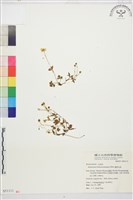 蓬萊毛茛藏品圖，第1張