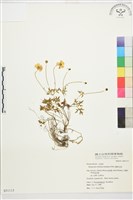 蓬萊毛茛藏品圖，第1張