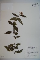 狹葉莢迷藏品圖，第1張