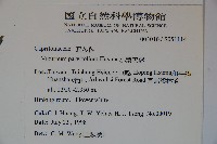 狹葉莢迷藏品圖，第2張