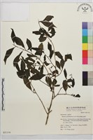 畢祿山鼠李藏品圖，第1張