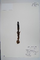 穗花蛇菰藏品圖，第1張