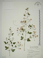 串鼻龍藏品圖，第1張