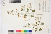 串鼻龍藏品圖，第2張