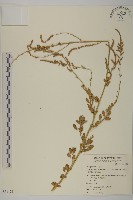 變葉藜、毛綠珠藜藏品圖，第1張