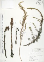 列當藏品圖，第1張