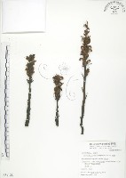 列當藏品圖，第1張