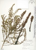 列當藏品圖，第1張