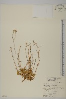 基隆蠅子草藏品圖，第1張