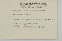 基隆蠅子草藏品圖，第2張