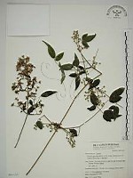 梨山小蓑衣藤藏品圖，第1張