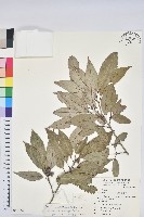 狹葉櫟藏品圖，第1張