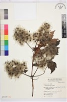 串鼻龍藏品圖，第2張