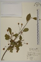 厚葉衛矛, 源一木藏品圖，第1張