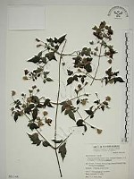 巴氏鐵線蓮藏品圖，第1張