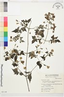 巴氏鐵線蓮藏品圖，第2張