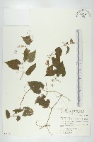 青牛膽藏品圖，第1張