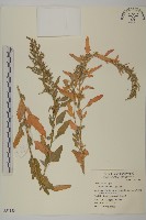 藜、灰藜藏品圖，第1張