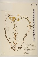 鼠麴草藏品圖，第1張