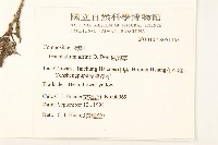 鼠麴草藏品圖，第2張