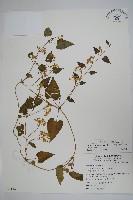 薄葉牛皮消藏品圖，第1張