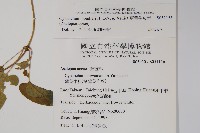 薄葉牛皮消藏品圖，第2張