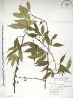 飛龍掌血藏品圖，第1張