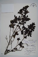 太平山冬青藏品圖，第1張