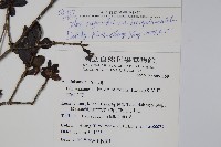 太平山冬青藏品圖，第2張