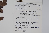 太平山冬青藏品圖，第2張