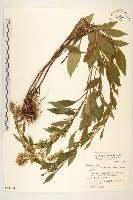 一枝黃花藏品圖，第1張