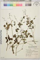 玉山唐松草藏品圖，第1張