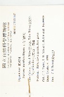 玉山山蘿蔔藏品圖，第2張