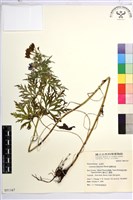 臺灣烏頭藏品圖，第2張