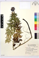 臺灣烏頭藏品圖，第2張